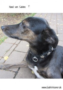 Sabine-Dassinger-Hunde