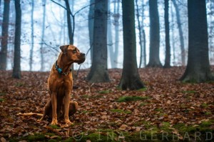 Samson