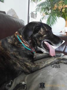 Shiva-Razborsek-1