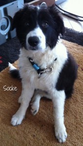 Socke-aus-Kroatien