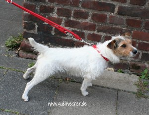 Sophie-7