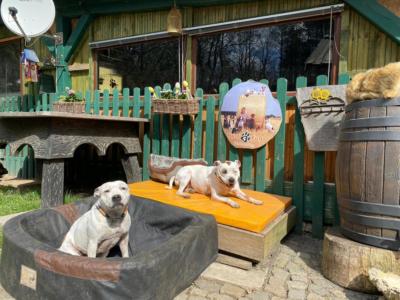 Staffordshire Bullterrier Antje 3