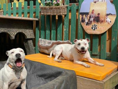 Staffordshire Bullterrier Antje 4