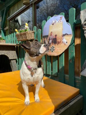 Staffordshire Bullterrier Antje 5