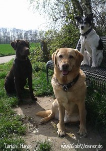 Tanja´s-Hunde-1