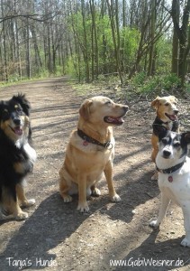 Tanja´s-Hunde