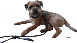 Trevor-Hundehalsband-Leder-Gabi-Weisner