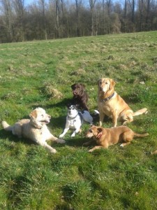 Weißer Hundebande-2