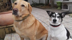 Weißer Hundebande-3