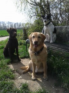 Weißer Hundebande-4