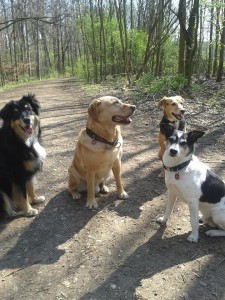 Weißer Hundebande-5