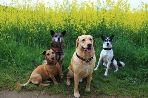 Weißer Hundebande