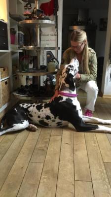 Werkstattbesuch mit Dogge Cassandra