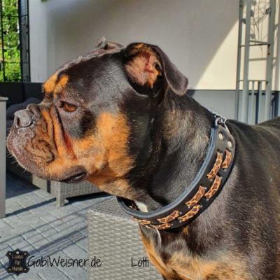 Zugstopp-Hundehalsband-Leder-4-cm-breit-Leopard-Lotti-1