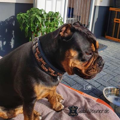 Zugstopp-Hundehalsband-Leder-4-cm-breit-Leopard-Lotti-3
