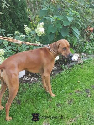 Zugstopp-Hundehalsband-Leder-Abayomi-Rhodesian-Ridgeback