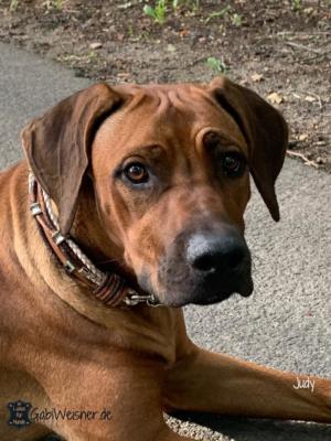 Zugstopp-Hundehalsband-Leder-Mix-SKULL-Ohr-Tunnel-Judy