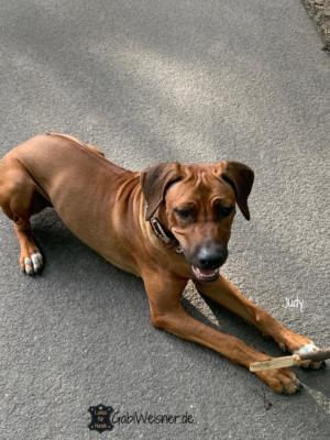 Zugstopp-Hundehalsband-Leder-SKULL-Ohr-Tunnel-Judy