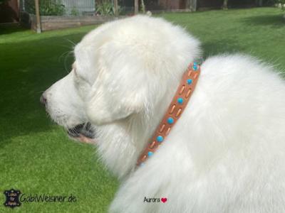 Zugstopp-Hundehalsband-große-Hunde-Aurora