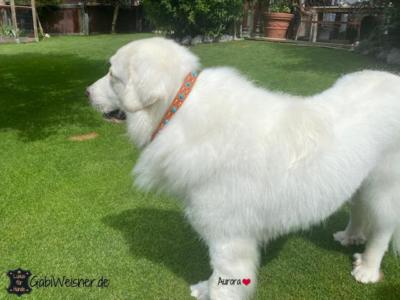 Zugstopp-Hundehalsband-große-Hunde-Pyrenäenberghund-Aurora-