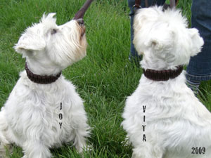 Zwergschnauzer_Joy_und_Vita