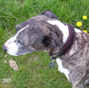 bullterrier-Hundehalsband-b