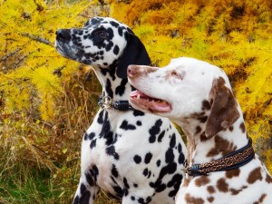 cara und Vasco   