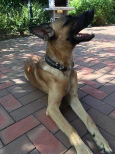 carlos