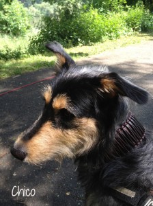 chico-2