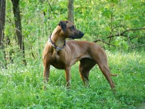 chumba-2