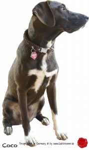 coco-2