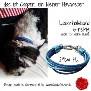 das-ist-Cooper,-ein-kleiner-Havaneser