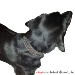 dasHundehalsband.deBaar1