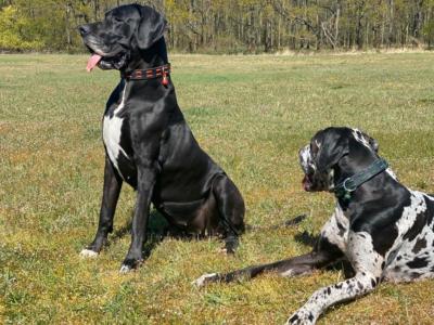 deutsche Dogge 5