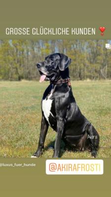 deutsche Dogge 6