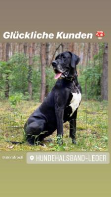 deutsche Dogge 7