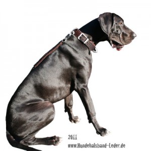 dogge-koeln