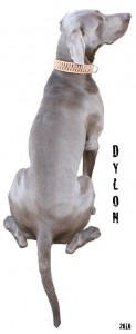 dylon