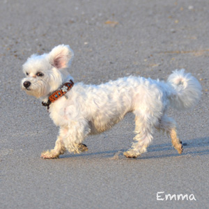 emma-hundehalsband-leder-türkise-blümchen
