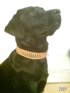 halsband-leder