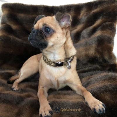 hundehalsband-gold-wilma-1