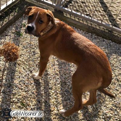 hundehalsband-goldstück-boxer