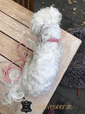 hundehalsband-kleine-hunde-rosa-1