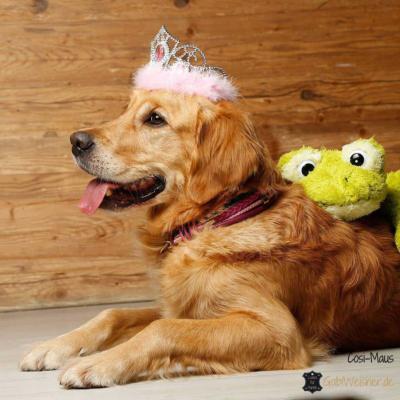 hundehalsband-leder-beere-rosa-pink-schwarz-gold-3