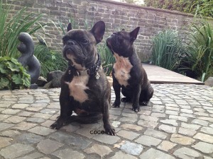 hundehalsband-leder-coco-1
