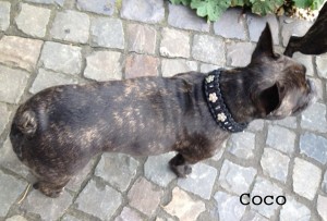 hundehalsband-leder-coco-2