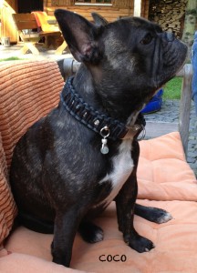hundehalsband-leder-coco