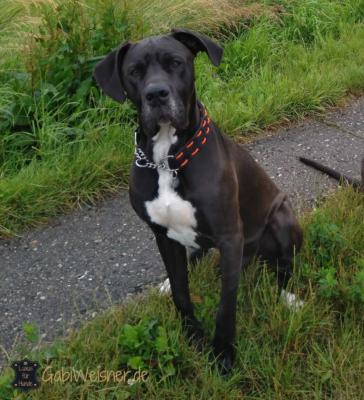 hundehalsband-leder-deutsche-Dogge-Baars