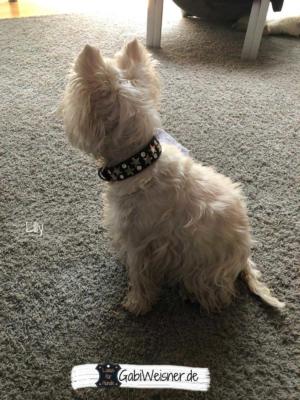 hundehalsband-leder-kleine-hunde-sterne-strass-swarovski-Lilly-1