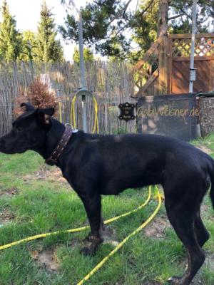 hundehalsband-leder-steppmuster